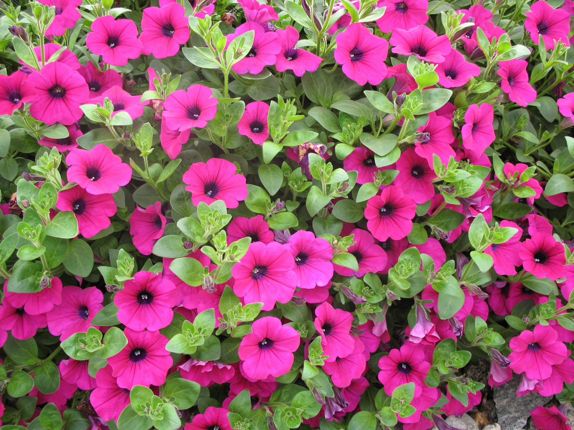 petunias-gfc38b12cb_1920